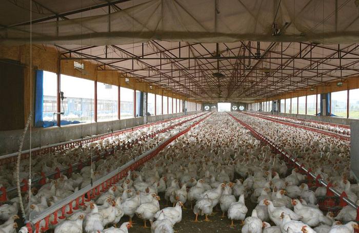 Novus International | The effects of mineral deficiencies can impact the marketability of the flock.