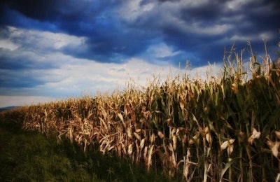 Corn Field