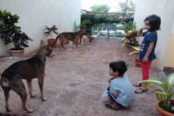 Dogs Kids India