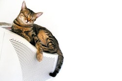 Tabby Cat On Computer