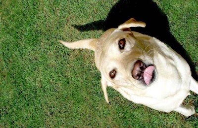 Yellow Lab Dog In Grass