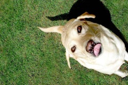 Yellow Lab Dog In Grass