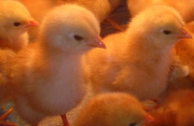 Tyson Foods has plans to build a new incubation center in Springdale, Arkansas. | Kovacs Orsi, Freeimages.com