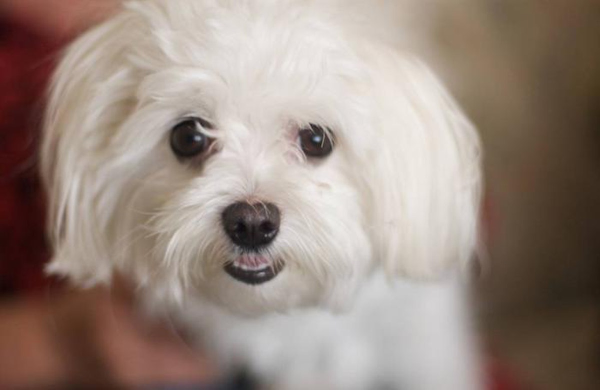 10 dog and cat food recalls in March 2018 PetfoodIndustry