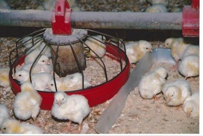 U.S. poultry producers have changed a number of practices which have allowed for a reduction in the use of antibiotics, but treating sick birds is still a welfare requirement. | Terrence O'Keefe