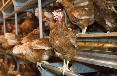 Cage Free Brown Hen On Perch 1601 E Iforecast