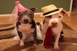 Foter/petful.com