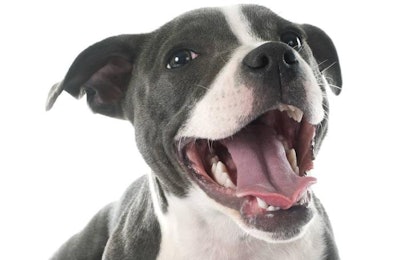 cynoclub.Image from BigStockPhoto.com | Pet dental health continues to be a primary concern for pet owners, and variety is vital for the pet food industry to remain on top of the trend.
