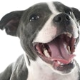 cynoclub.Image from BigStockPhoto.com | Pet dental health continues to be a primary concern for pet owners, and variety is vital for the pet food industry to remain on top of the trend.