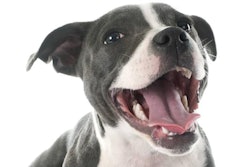 cynoclub.Image from BigStockPhoto.com | Pet dental health continues to be a primary concern for pet owners, and variety is vital for the pet food industry to remain on top of the trend.