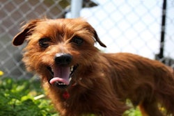 Dog Outside