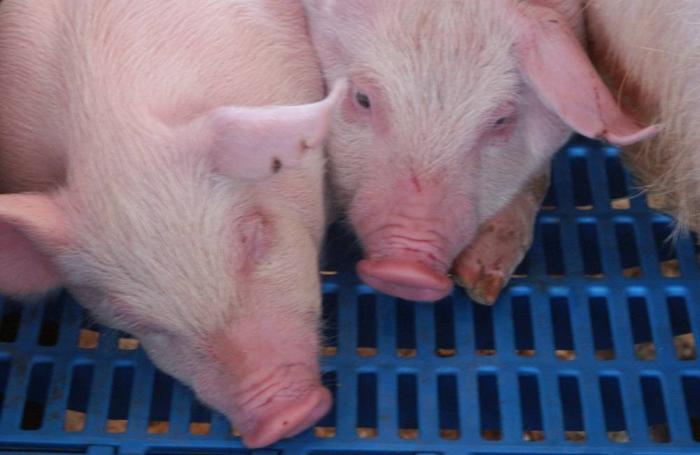 (Oscar Nilson, Freeimages.com)