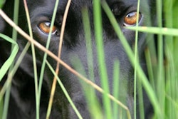 FreeImages.com l Matteo Canessa
