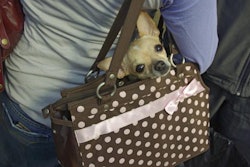 Pets will continue to be ever more integrated into daily life. | Wikimedia Commons