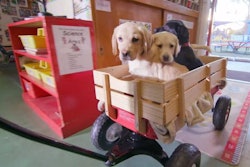 Power Of Puppies