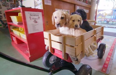 Power Of Puppies