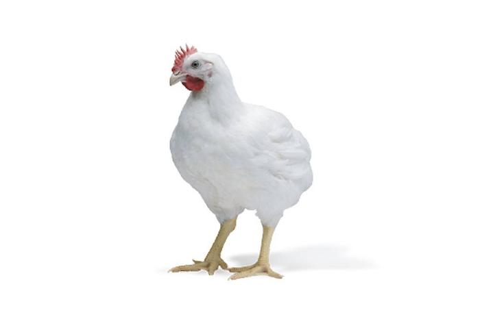 Courtesy Cobb-Vantress