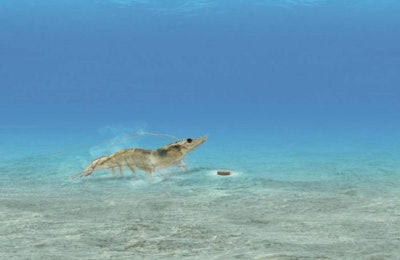 Evonik’s new plant in Belgium will produce a new methionine source, AQUAVI Met-Met, for shrimp and other crustaceans. | Courtesy Evonik