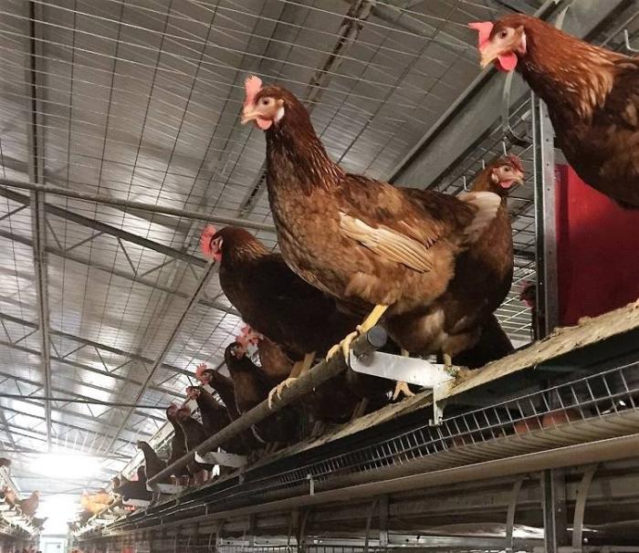 Cage-free laying systems include perches so hens can exhibit natural perching behaviors and avoid aggressors when necessary, however, they may require extra bone strength. Photo courtesy of Potter&rsquo;s Poultry.