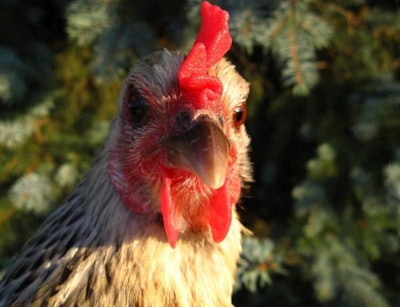 Hen Face Freerange