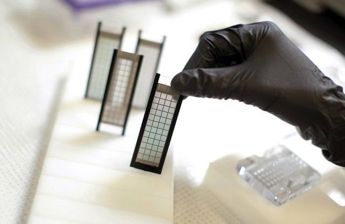 Using genomic selection in breeding programs will continue to prove its worth as producers embark on antibiotic-free programs and broiler&rsquo;s disease tolerance becomes more important. | Photo courtesy of Cobb-Vantress Inc.