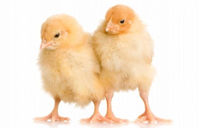 Chicks1607 P Iantibioticfreepoultry1