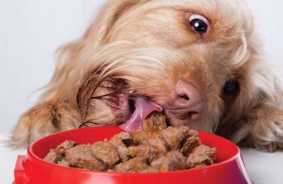 Novel proteins are an increasing presence in the specialty pet food market. | Photographee.fotolia.com