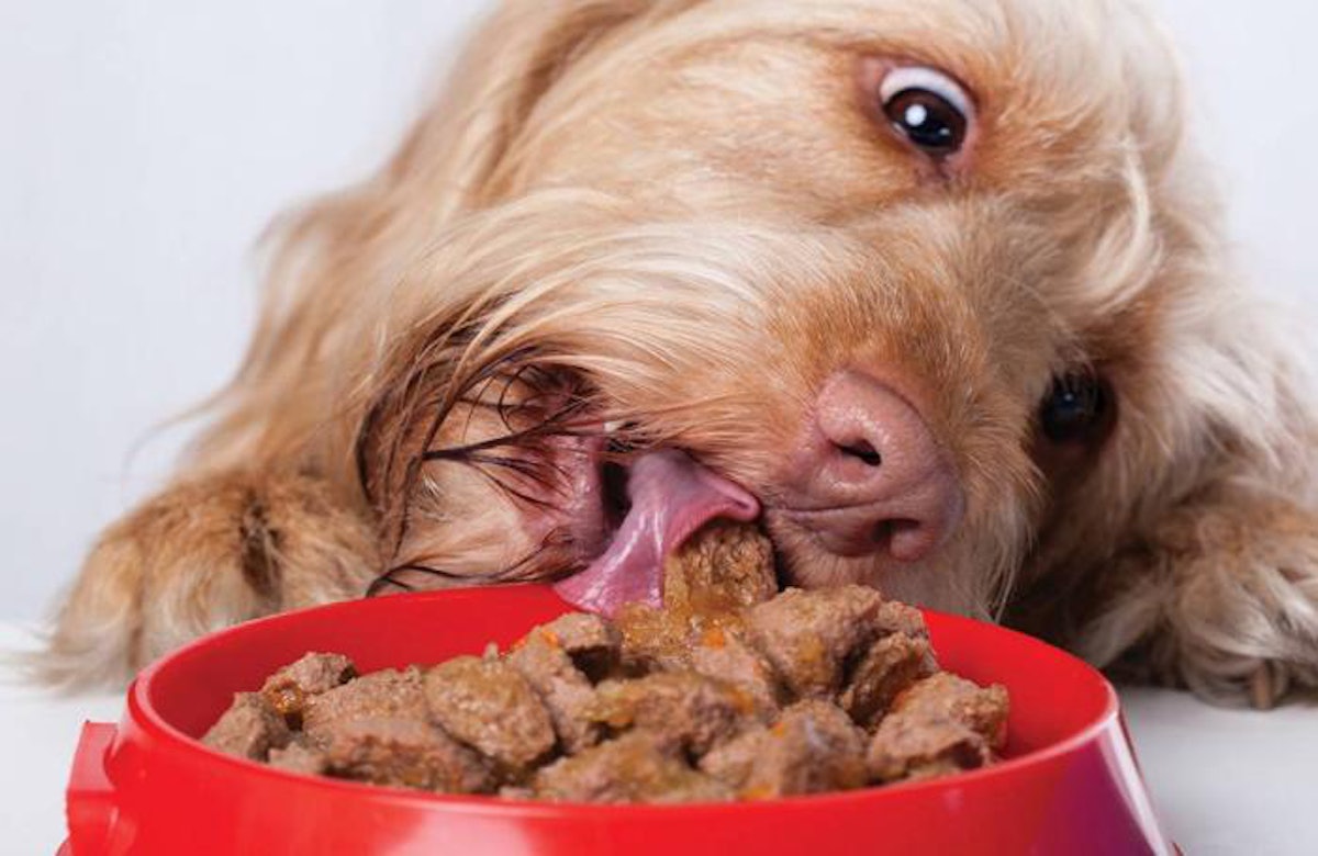 Novel proteins in dog cat food continue to grow PetfoodIndustry