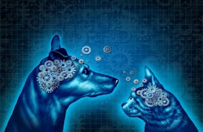 Lipolic acid may prove to be beneficial in supporting cognitive function in dogs and cats | digitalista, Bigstock.com