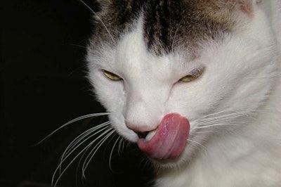This observer questions (somewhat tongue in cheek) whether cats really 'learn' to select foods based on macronutrient balance. l Ludmilla Rossi, FreeImages.com
