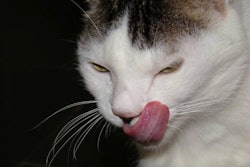 This observer questions (somewhat tongue in cheek) whether cats really 'learn' to select foods based on macronutrient balance. l Ludmilla Rossi, FreeImages.com