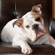 English Bulldog | Wikimedia Commons | Jazz Guy