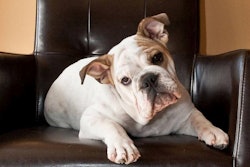 English Bulldog | Wikimedia Commons | Jazz Guy