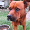 Within the past decade, dogs and cats increasingly have come to be thought of as members of the family in many Latin American households. | Tim Wall