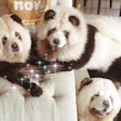 courtesy Petcurean and Panda Chow Chows