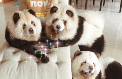 courtesy Petcurean and Panda Chow Chows