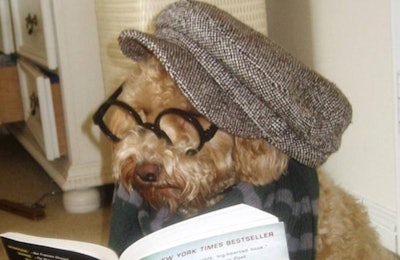 Millennial hipster dog | Wikimedia Commons | Volkan Berber
