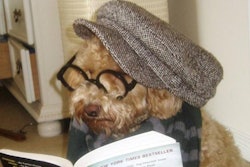 Millennial hipster dog | Wikimedia Commons | Volkan Berber