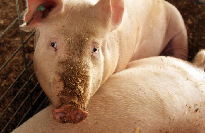 On September 5, the first International Pig Forum China will be held in Beijing, China. | Andrea Gantz | Flickr