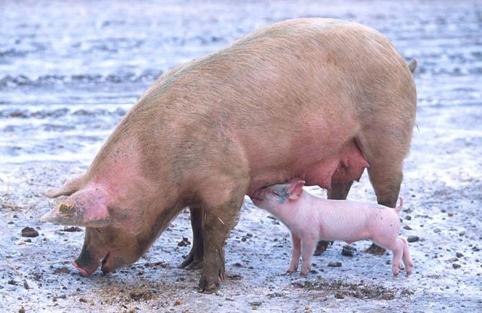 Benchmarking is important in the pig industry as it allows producers to set clear goals against best practice, production and efficiency models. | Scott Bauer, USDA | Wikimedia Commons