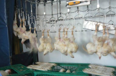 Conditions that result in wing flapping can lead to quality issues in the final processed product.