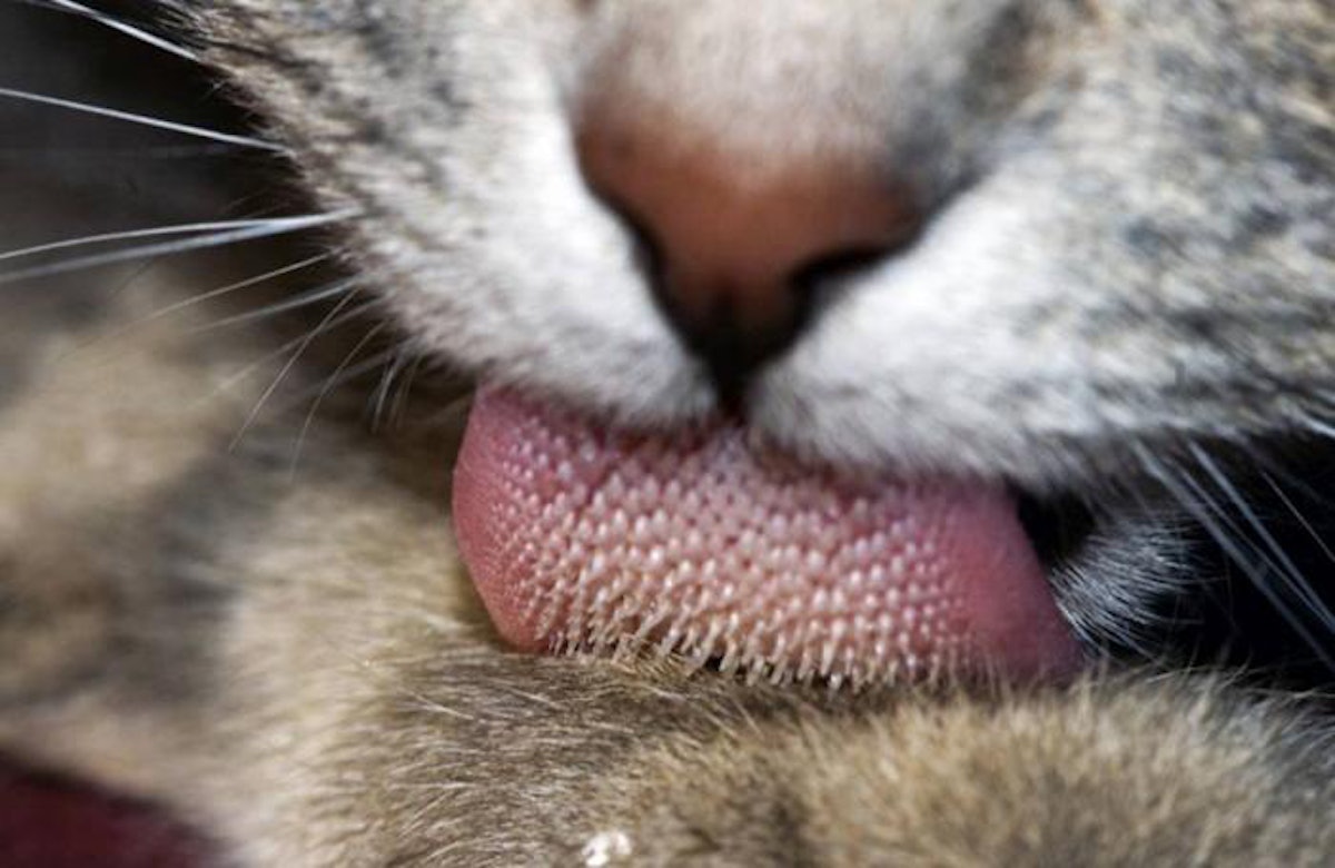 Cat taste bud cells grown in lab PetfoodIndustry