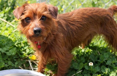 Dog By Water Dish