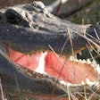 American alligators are one of many novel ingredients being included in pet food. | Burton Robert, U.S. Fish and Wildlife Service