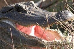 American alligators are one of many novel ingredients being included in pet food. | Burton Robert, U.S. Fish and Wildlife Service