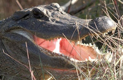 American alligator | Burton Robert, U.S. Fish and Wildlife Service | Wikimedia Commons