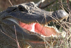 American alligator | Burton Robert, U.S. Fish and Wildlife Service | Wikimedia Commons