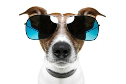 Globally, Euromonitor expects pet food sales to hit US$88 billion by 2020, up from US$78 billion in 2015.| Javier Brosch, Bigstock.com