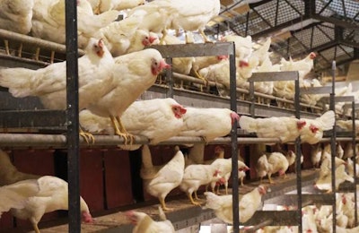 The aviary allows birds the opportunity to explore the house on the floor and at multiple levels. | Courtesy Vencomatic