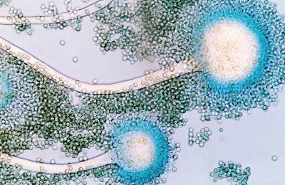 Aflatoxins are naturally-occurring mycotoxins produced by the fungi species Aspergillus flavus and Aspergillus parasiticus, which are a major concern to the dairy and pig industries.